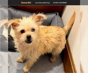 Parson Russell Terrier Dogs for adoption in Benton, PA, USA