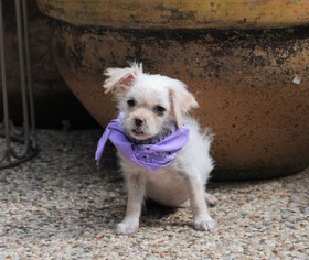 Medium Photo #1 Shih Tzu-Unknown Mix Puppy For Sale in McKinney, TX, USA