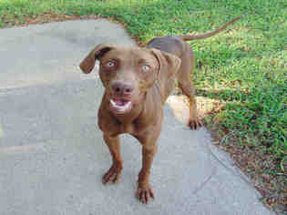 Weimaraner Dogs for adoption in Lufkin, TX, USA