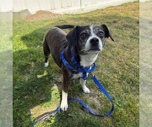 Boglen Terrier Dogs for adoption in Boston, MA, USA