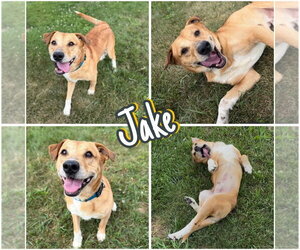 Labrador Retriever-Unknown Mix Dogs for adoption in Pierceton , IN, USA