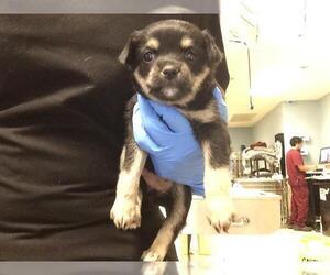 Chihuahua-Unknown Mix Dogs for adoption in Riverside, CA, USA
