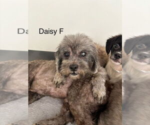 Mutt Dogs for adoption in Studio City, CA, USA