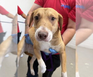 Beagle-Unknown Mix Dogs for adoption in San Bernardino, CA, USA