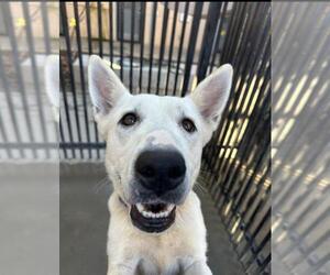 German Shepherd Dog-Unknown Mix Dogs for adoption in Santa Maria, CA, USA