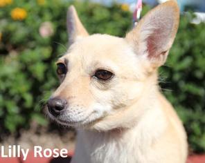 Chiranian Dogs for adoption in Lake Forest, CA, USA