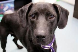 Beagle Dogs for adoption in Newton, KS, USA