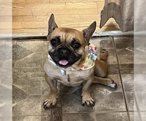 French Bulldog Dogs for adoption in San Pablo, CA, USA