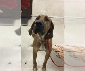 Bloodhound-Unknown Mix Dogs for adoption in Riverside, CA, USA