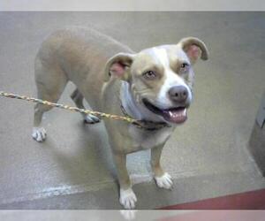 Boglen Terrier Dogs for adoption in Sacramento, CA, USA