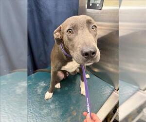 Bulldog Dogs for adoption in Mobile, AL, USA