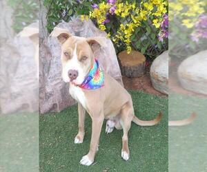 Mutt Dogs for adoption in Oklahoma City, OK, USA