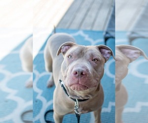 American Pit Bull Terrier-Unknown Mix Dogs for adoption in Germantown, OH, USA