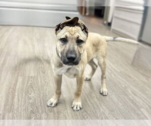 German Shepherd Dog-Unknown Mix Dogs for adoption in Martinez, CA, USA