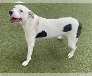 American Pit Bull Terrier Dogs for adoption in Waco, TX, USA