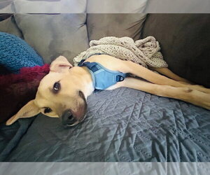 Labrador Retriever Dogs for adoption in Raleigh, NC, USA
