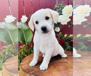 Mutt Dogs for adoption in Marina Del Rey, CA, USA