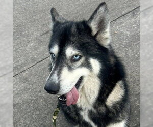 Siberian Husky Dogs for adoption in Omaha, NE, USA