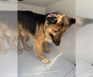 German Shepherd Dog-Unknown Mix Dogs for adoption in Houston, TX, USA