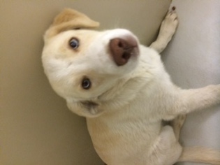 Alaskan Husky Dogs for adoption in Pampa, TX, USA