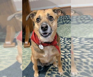 German Shepherd Dog-Unknown Mix Dogs for adoption in Forestville, MD, USA