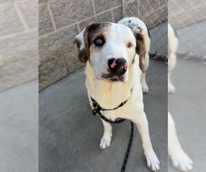 Medium Photo #1 Catahoula Leopard Dog-Unknown Mix Puppy For Sale in Palmetto, FL, USA