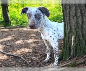 Pointer-Unknown Mix Dogs for adoption in Sacramento, CA, USA