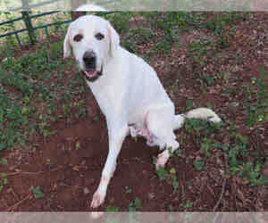 Great Pyrenees Dogs for adoption in Oklahoma City, OK, USA
