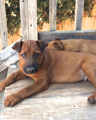 Medium Photo #22 Labrador Retriever-Unknown Mix Puppy For Sale in San Diego, CA, USA