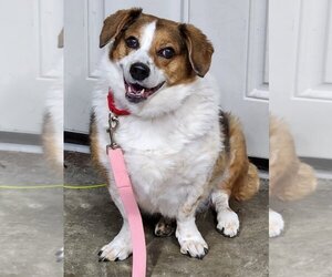 Corgi Basset Dogs for adoption in Walnutport, PA, USA