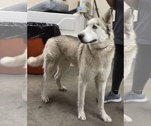 Siberian Husky Dogs for adoption in Amarillo, TX, USA