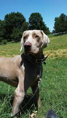 Weimaraner Dogs for adoption in Warwick, RI, USA