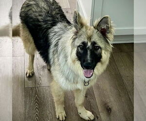 German Shepherd Dog Dogs for adoption in San Juan Capistrano, CA, USA