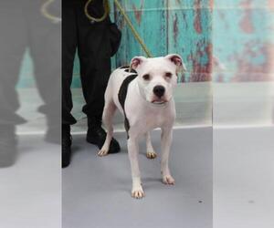 American Bulldog Dogs for adoption in Louisville, KY, USA