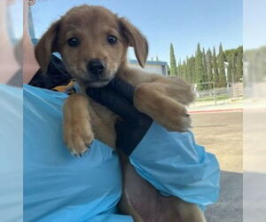 German Shepherd Dog-Unknown Mix Dogs for adoption in Fremont, CA, USA