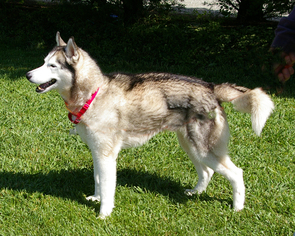 Alaskan Husky Dogs for adoption in Fletcher, NC, USA