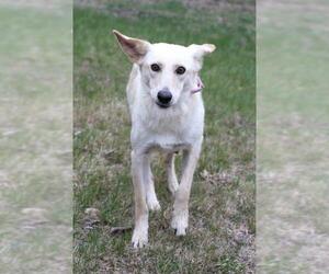 Mutt Dogs for adoption in Mankato, MN, USA