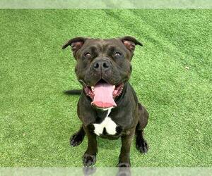 Boxador Dogs for adoption in Orange, CA, USA