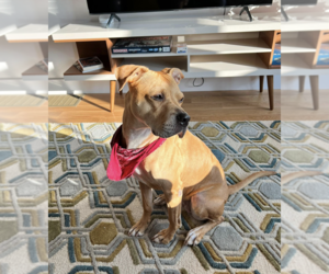 American Pit Bull Terrier-Unknown Mix Dogs for adoption in Brooklyn, NY, USA