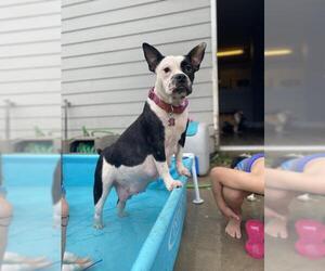 Faux Frenchbo Bulldog Dogs for adoption in Houston, TX, USA