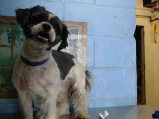 Shih Tzu Dogs for adoption in San Bernardino, CA, USA
