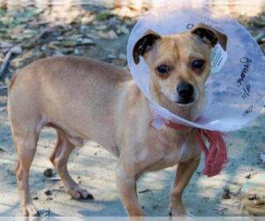 Chihuahua Dogs for adoption in Martinez, CA, USA