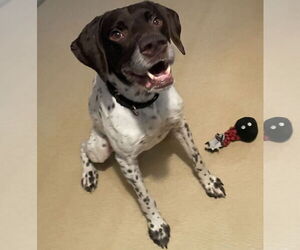 German Shorthaired Pointer Dogs for adoption in Brooklyn Center, MN, USA
