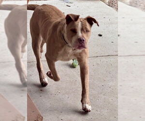 Mutt Dogs for adoption in South Lake Tahoe, CA, USA