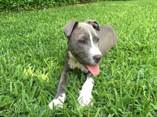 American Pit Bull Terrier Dogs for adoption in Helotes, TX, USA