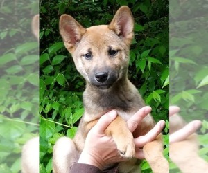 Shiba Inu Dogs for adoption in House Springs, MO, USA