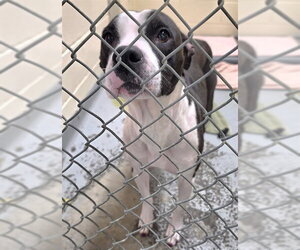 Mutt Dogs for adoption in Anchorage, AK, USA