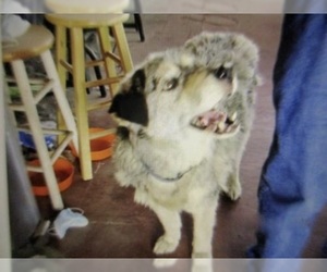 Australian Shepherd Dogs for adoption in Pampa, TX, USA