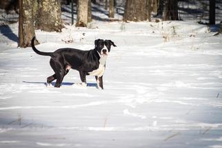 Mutt Dogs for adoption in Smithfield, VA, USA