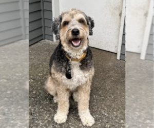 Australian Shepherd Dogs for adoption in Bellevue, WA, USA